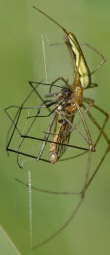 Tetragnatha montana